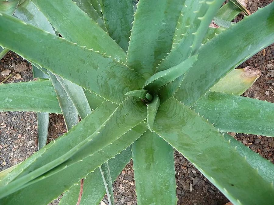 Aloe Vera plant