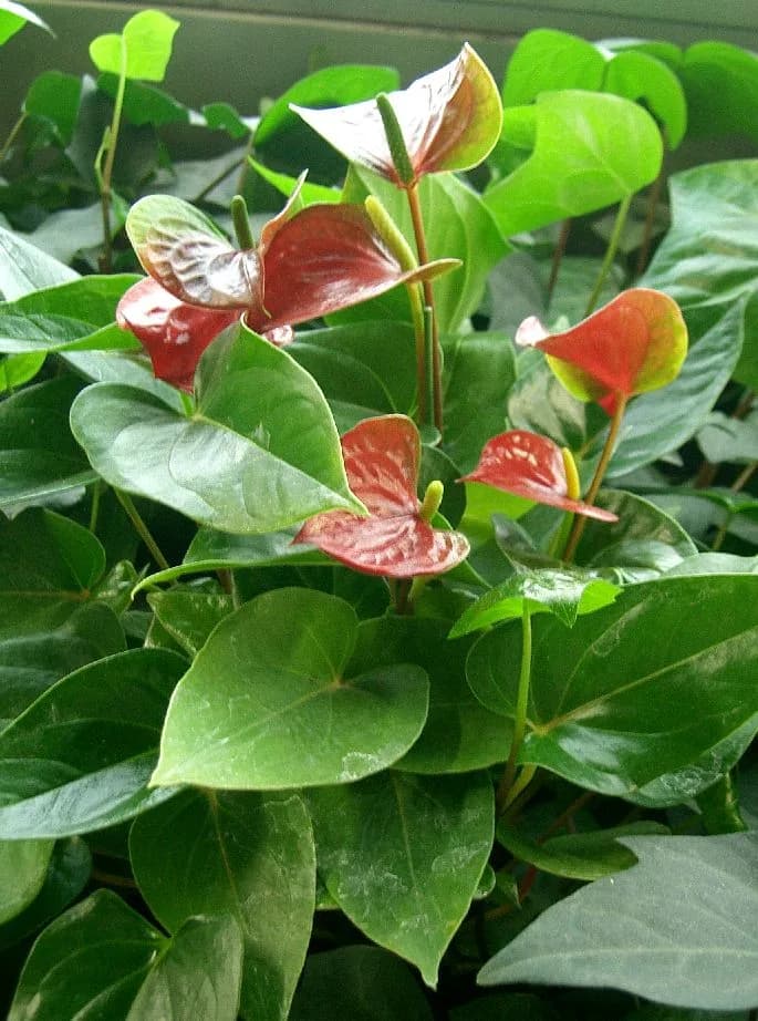 Anthurium plant