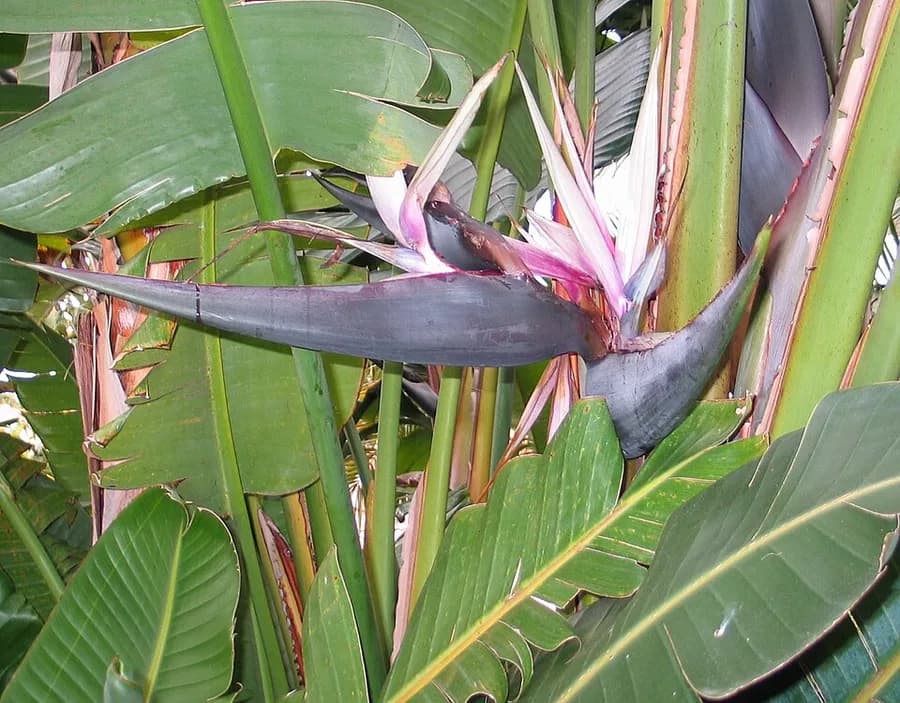 Bird of Paradise plant