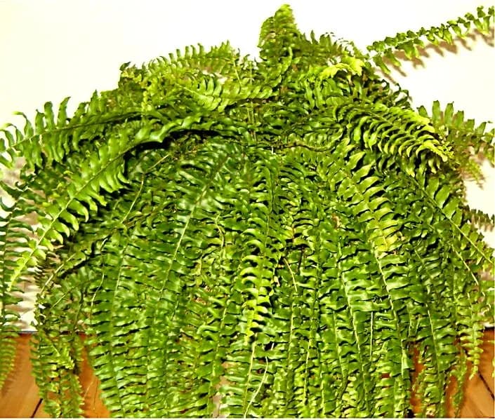 Boston Fern plant