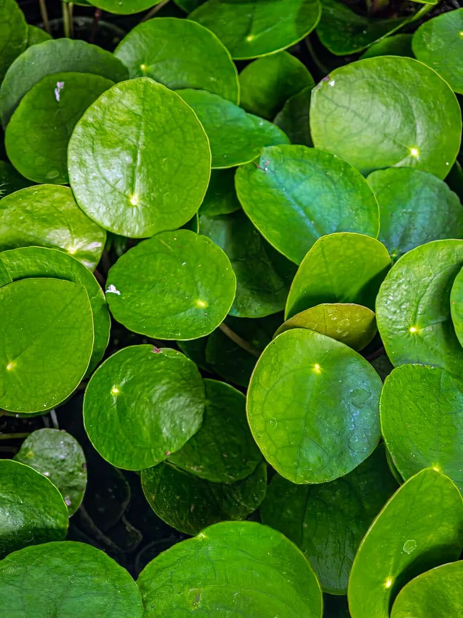 Chinese Money Plant plant