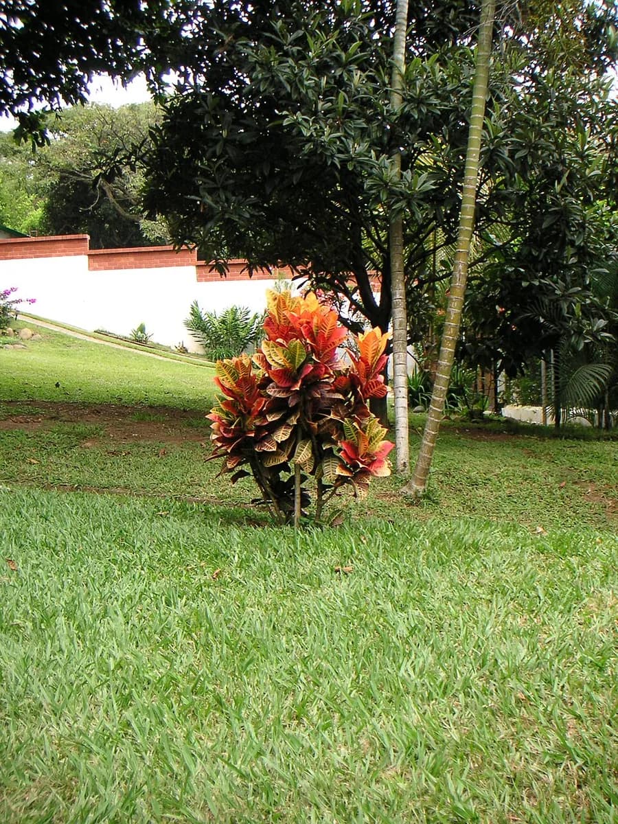 Croton plant
