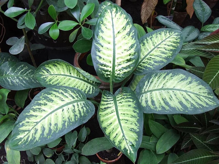 Dieffenbachia plant