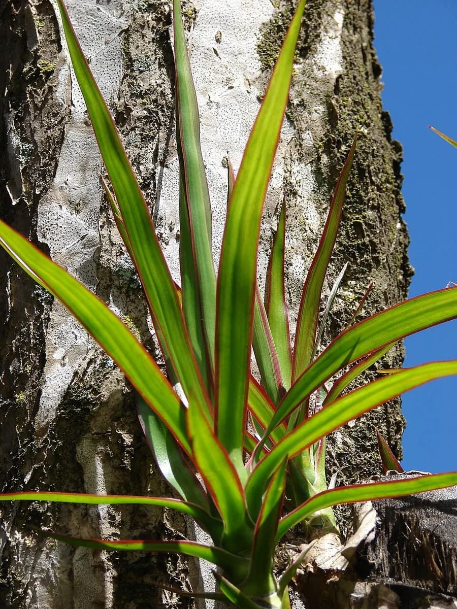 Dragon Tree plant