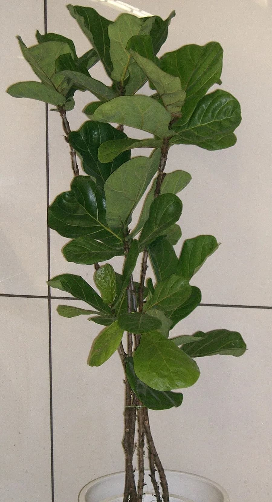 Fiddle Leaf Fig plant