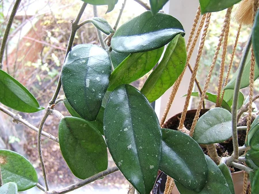 Hoya plant