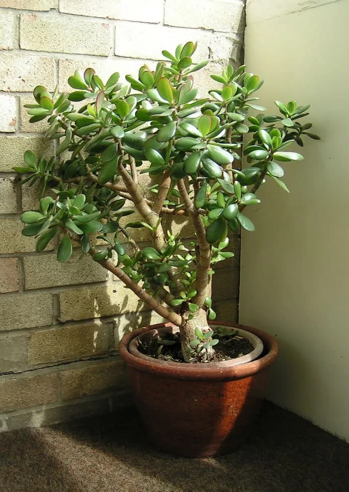 Jade Plant plant