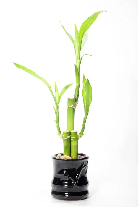 Lucky Bamboo plant