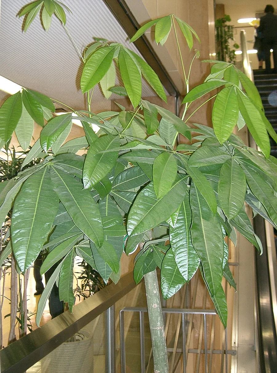 Money Tree plant