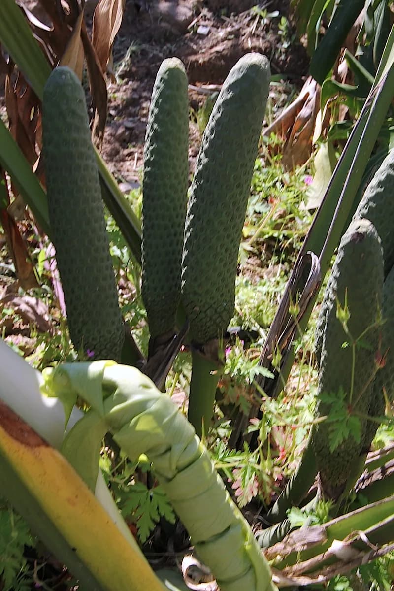 Monstera plant