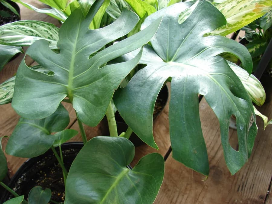 Monstera deliciosa leaves with characteristic splits