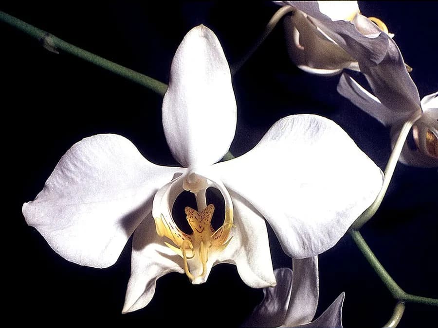 Orchid (Phalaenopsis) plant