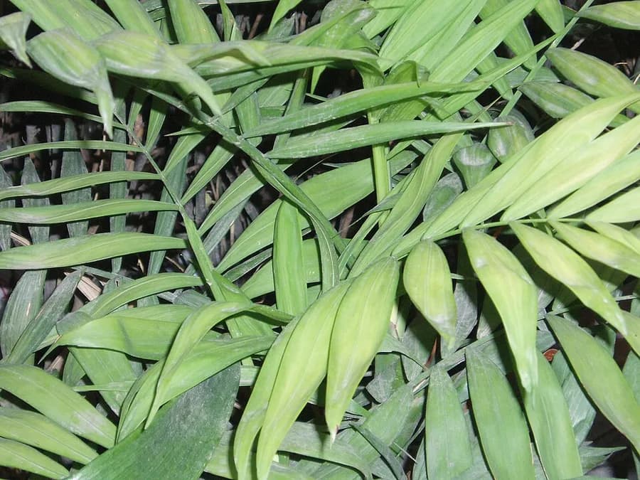 Parlor Palm plant