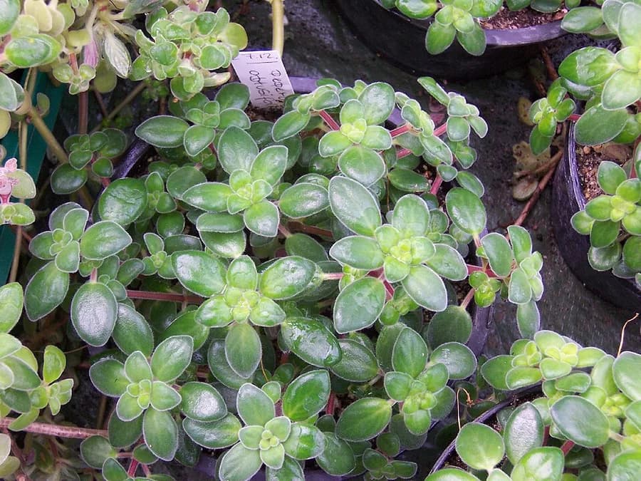 Peperomia plant