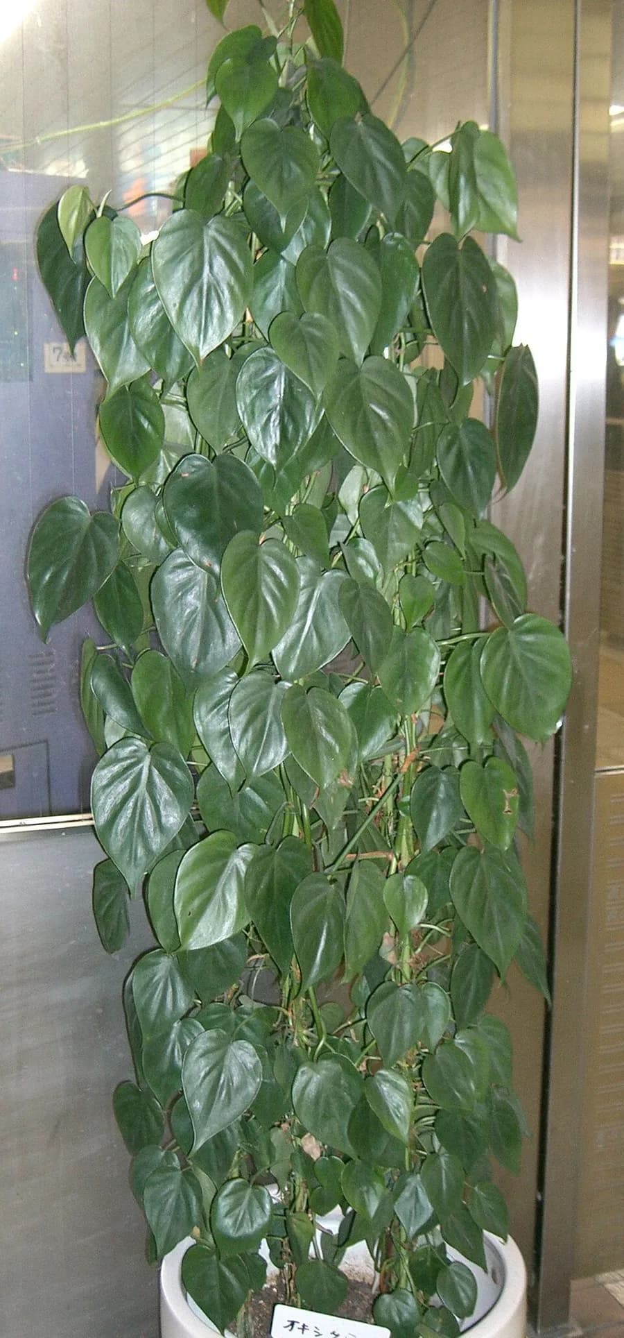 Heartleaf Philodendron plant