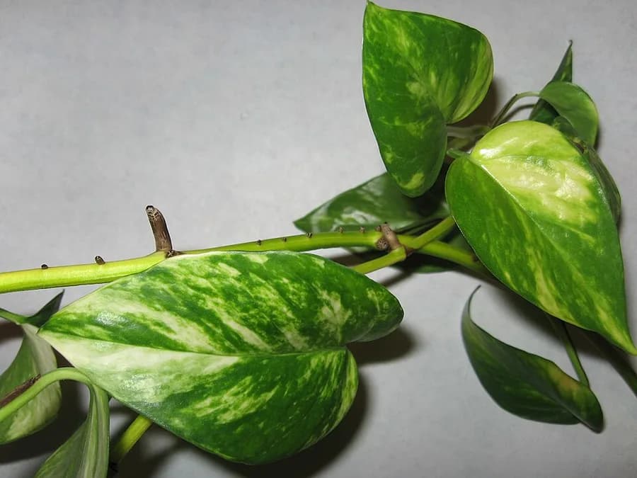Pothos plant