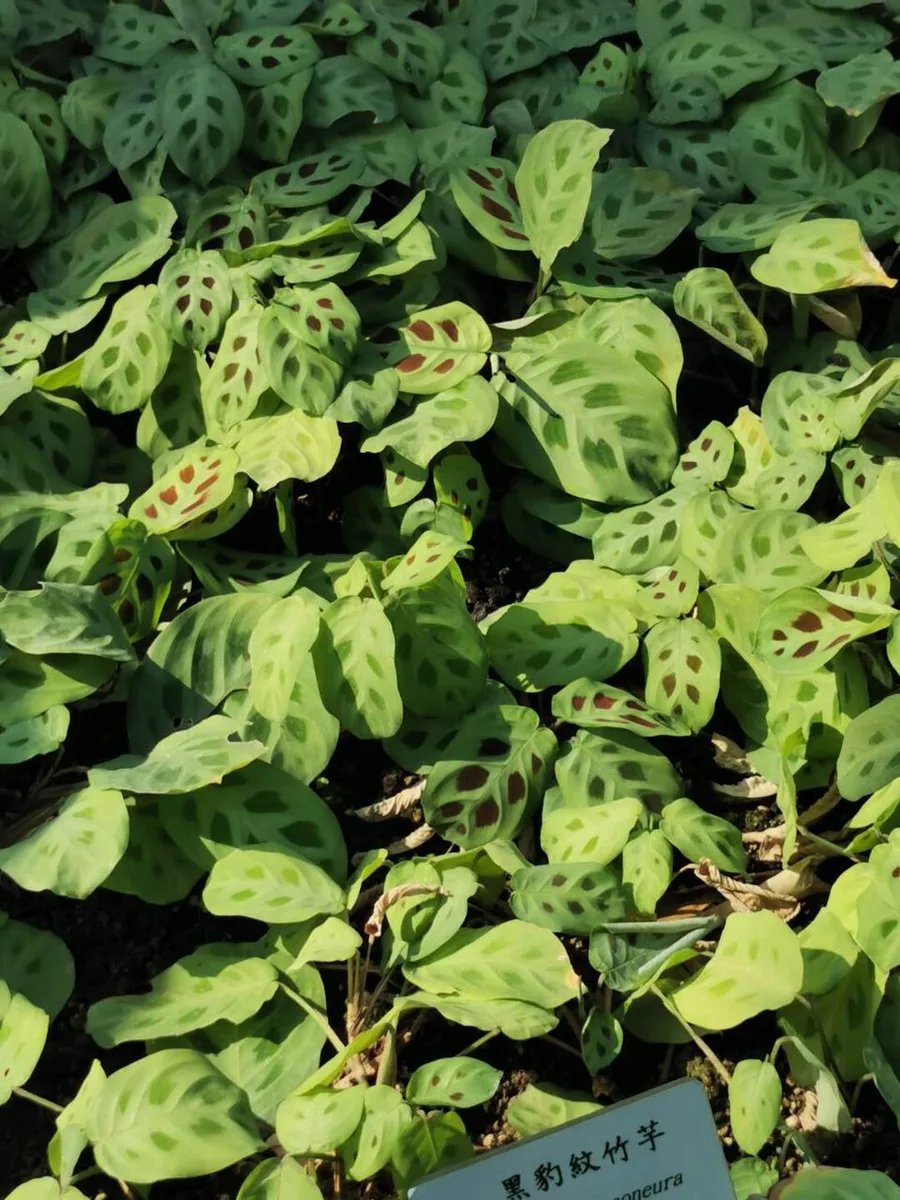 Maranta (Prayer Plant) plant