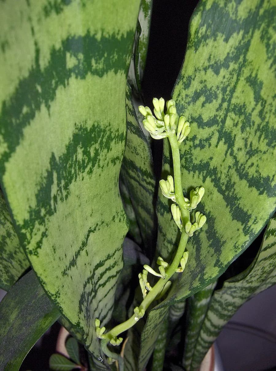 Snake Plant plant