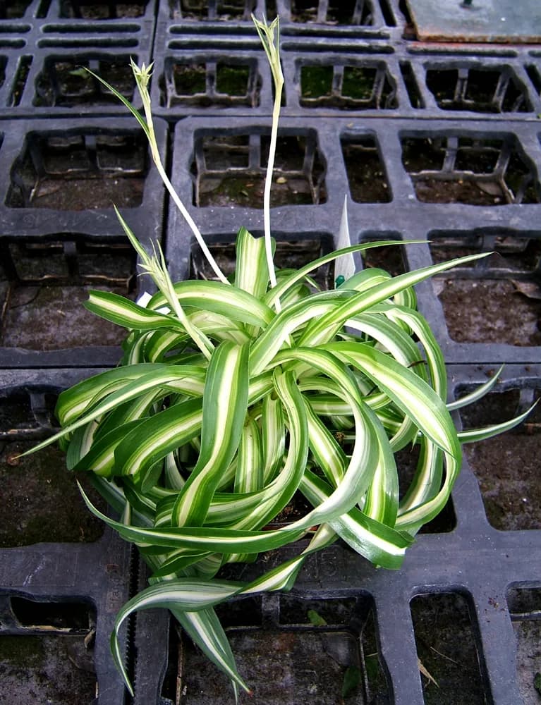 Spider Plant plant