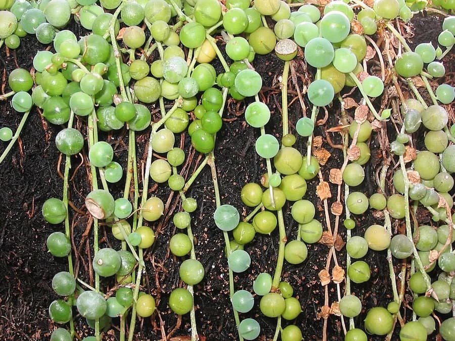 String of Pearls plant