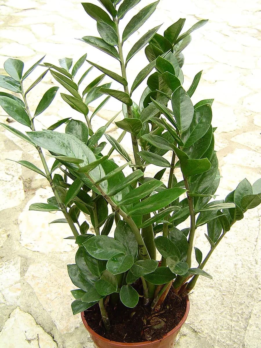 ZZ Plant plant